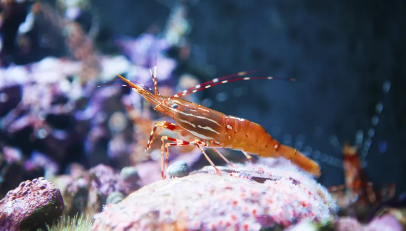 Protéger la biodiversité marine grâce à la surveillance satellite