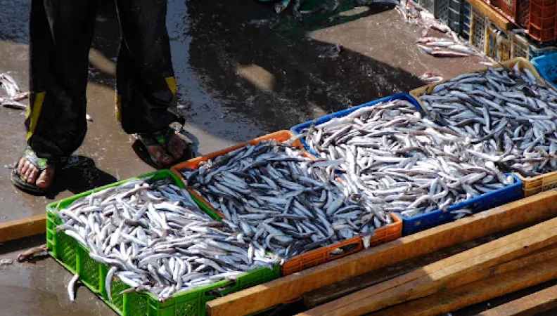 Soutenir la pêche artisanale