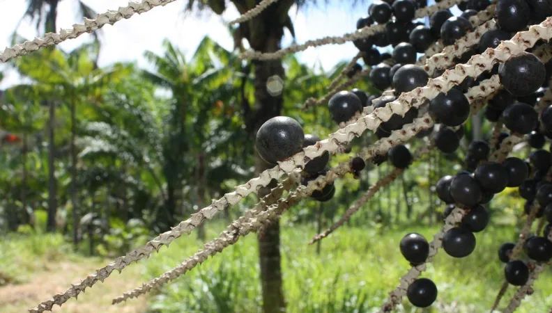 L’AFD et ses partenaires soutiennent le développement de l’agro-industrie guyanaise