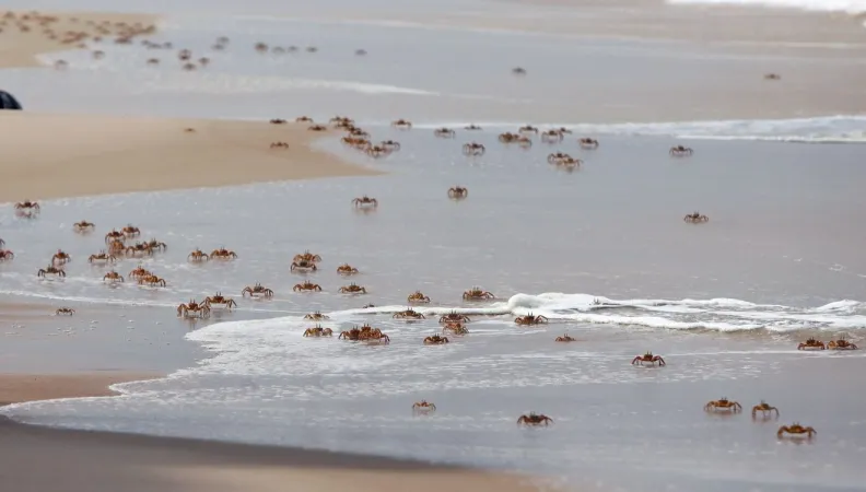 Présentée au Congrès mondial de la nature de l’UICN, une évaluation des Fonds fiducières de conservation de la biodiversité a permis de tirer des enseignements sur la mise en œuvre des instruments de financement au service de la préservation du vivant